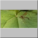 Epiphragma ocellaris - Stelzmuecke 01.jpg